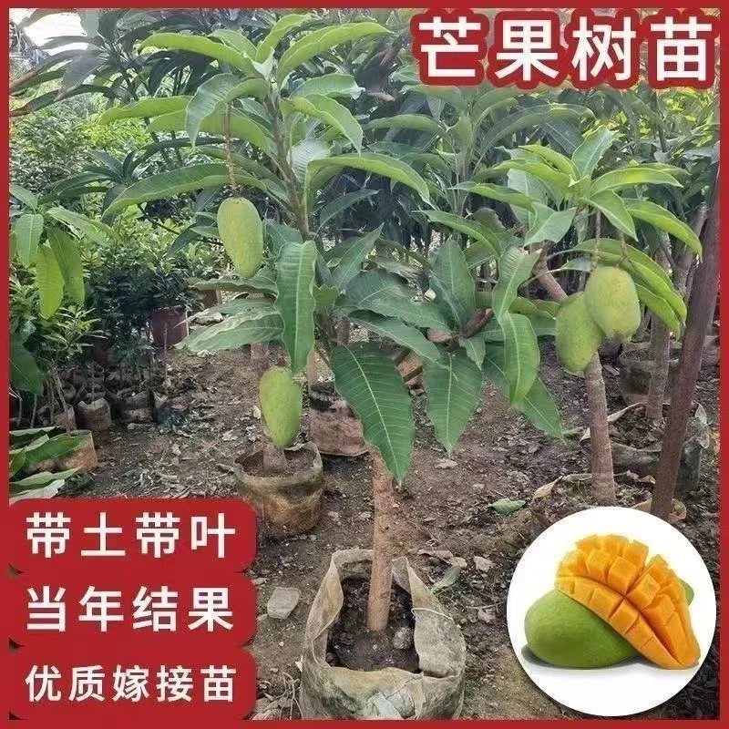 芒果树苗红贵妃 金煌芒台农 四季芒凯特芒桂七芒高产嫁接带土带叶