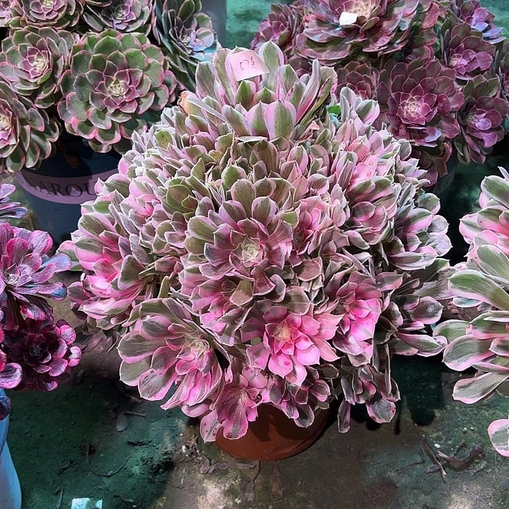 多肉植物男神00576