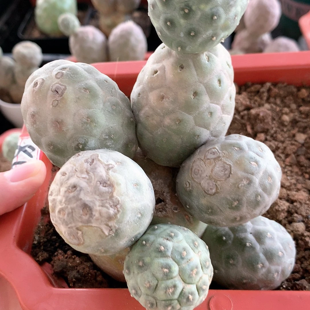 【闪购商品】三头绿皮无刺习