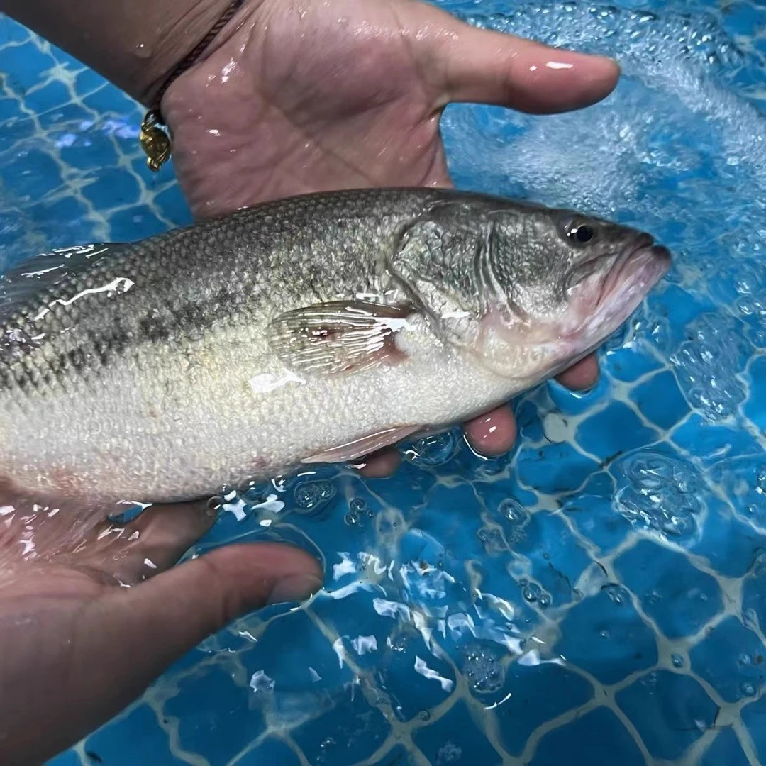 鲜活淡水鲈鱼（800g）默认宰杀好