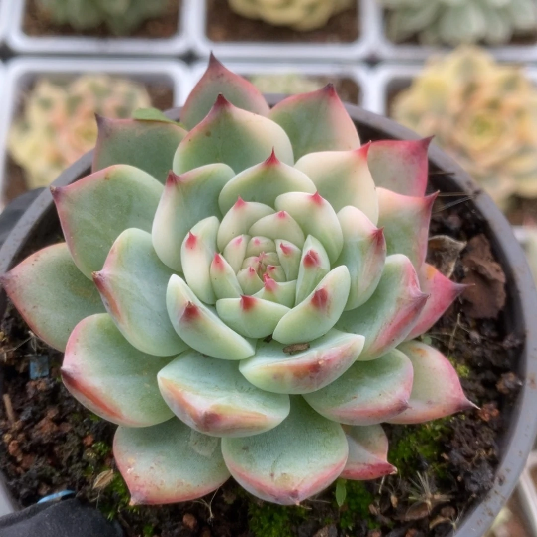 515锦锦锦锦锦锦锦锦锦