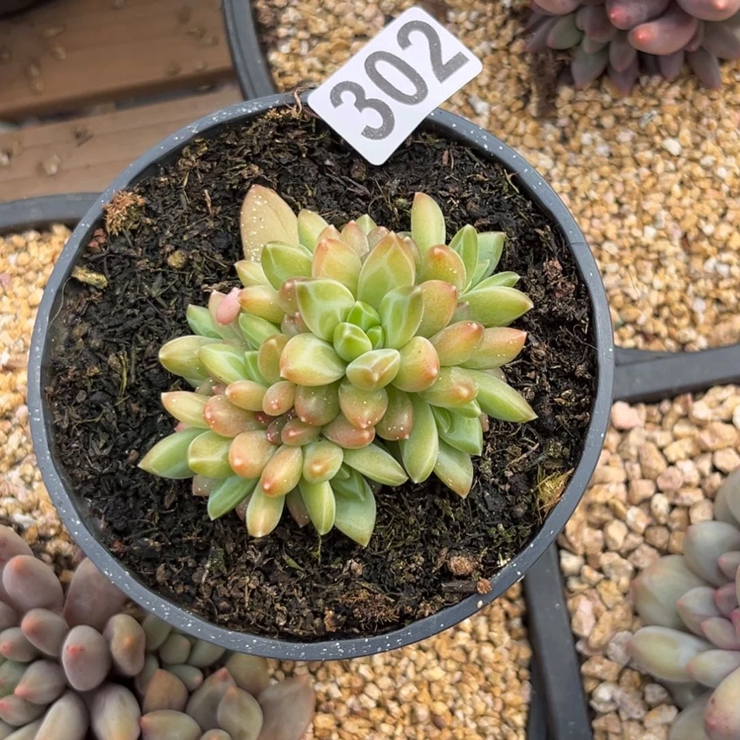 爱***人多肉植物莫吉托s p 302