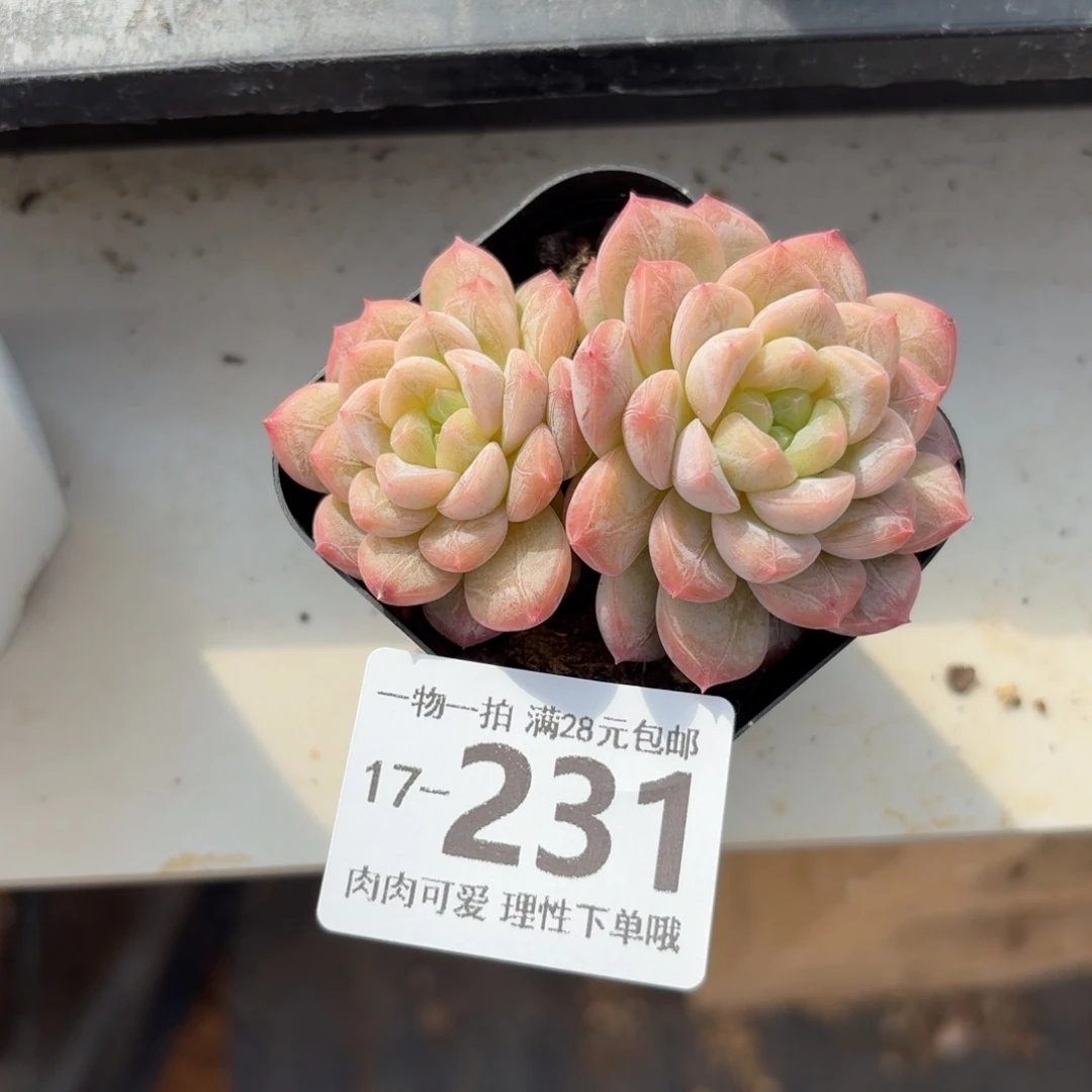 优选珍妮无盆土发货无