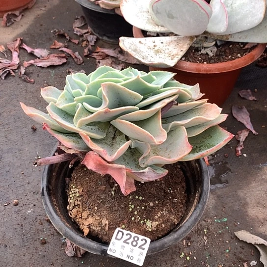 白玉兰老桩282 亏本处理退款拉黑7-8天发货