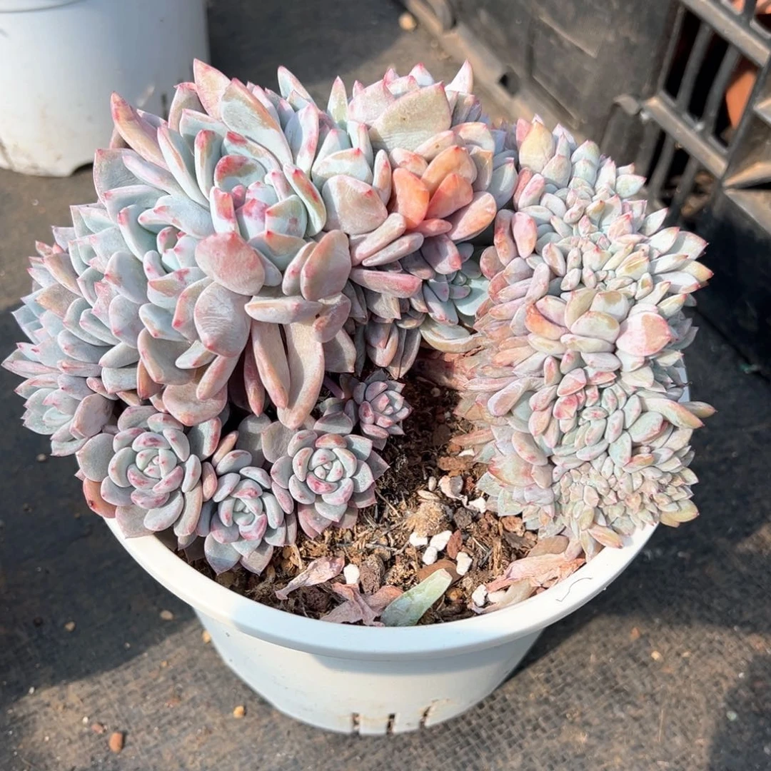 星影朵朵缀化板子