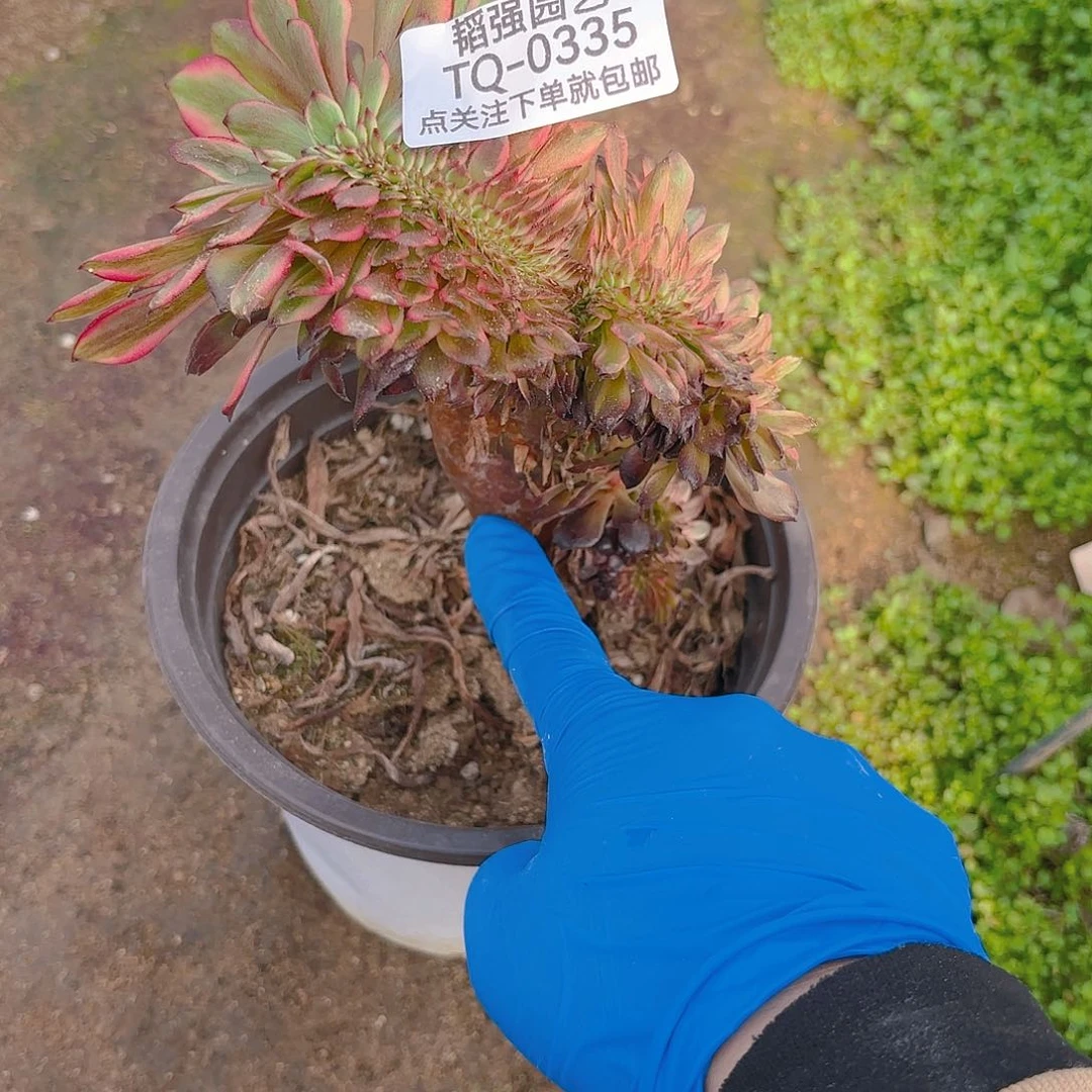 美即缀多肉植物板子有裂口335