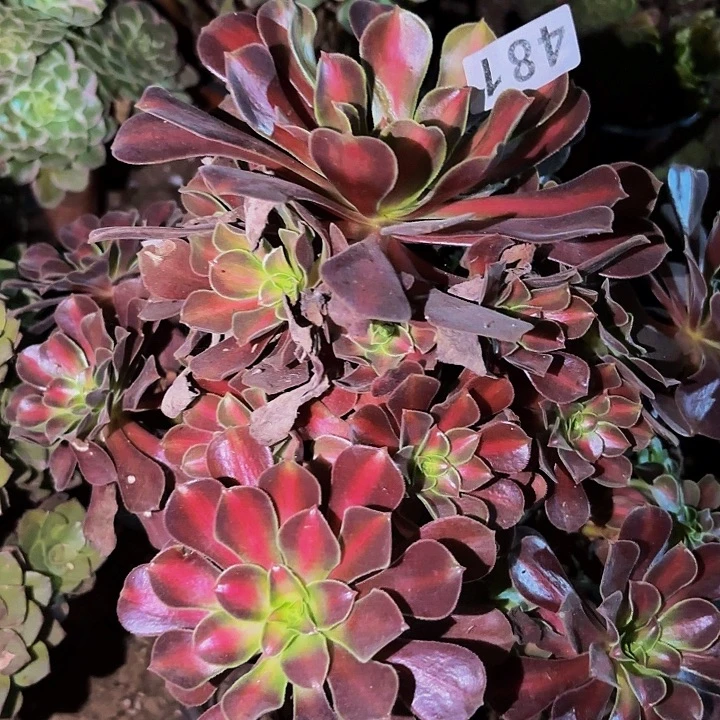 481花纳多肉植物不售后