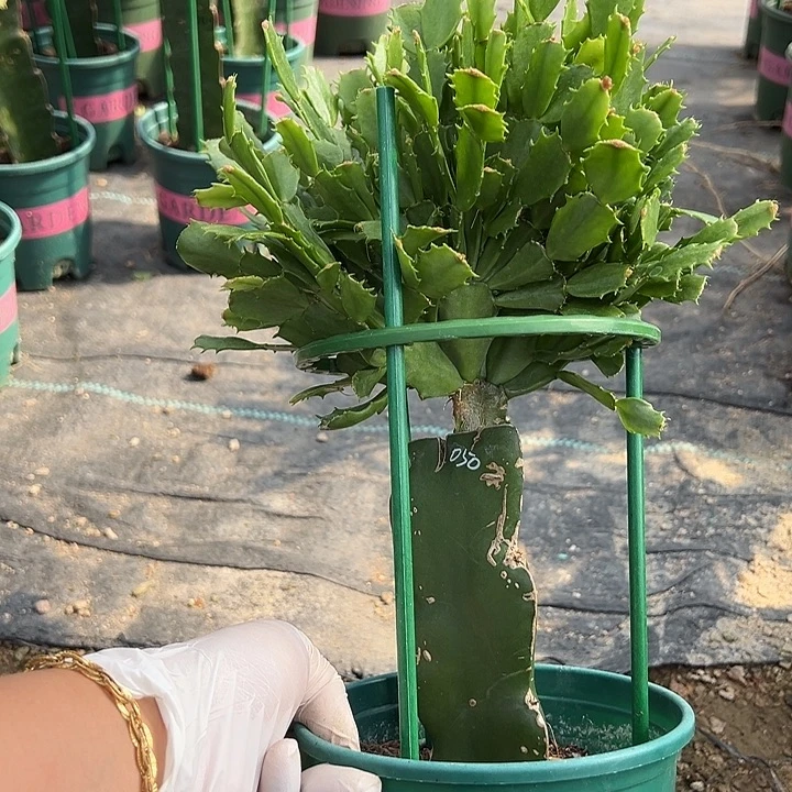 用***7050瑕疵福利苗0865