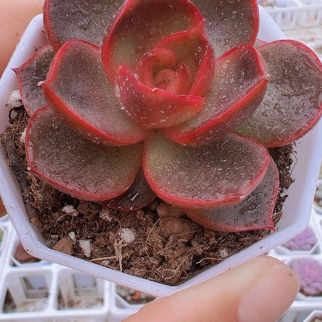 红灯19包邮多肉植物