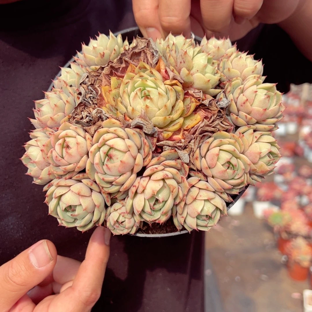 笨巴蒂斯手捧多肉