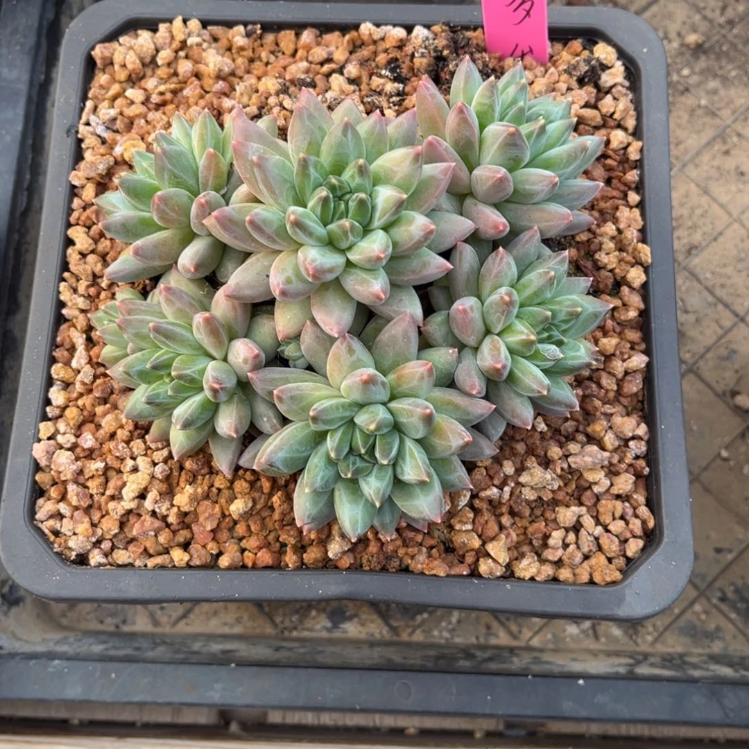 多****多多美人杂交脱土发货。。。