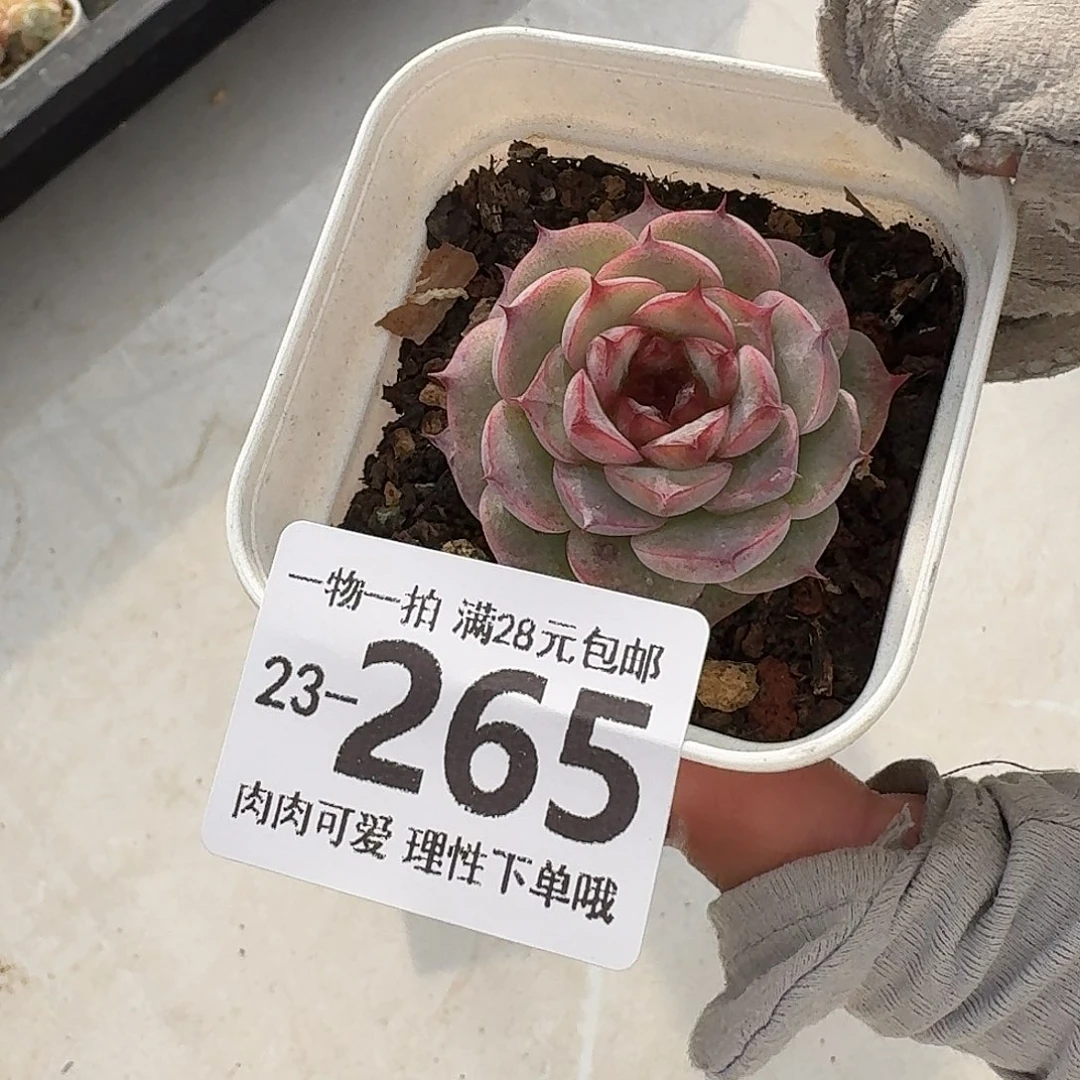 天鹅绒无盆土发货无