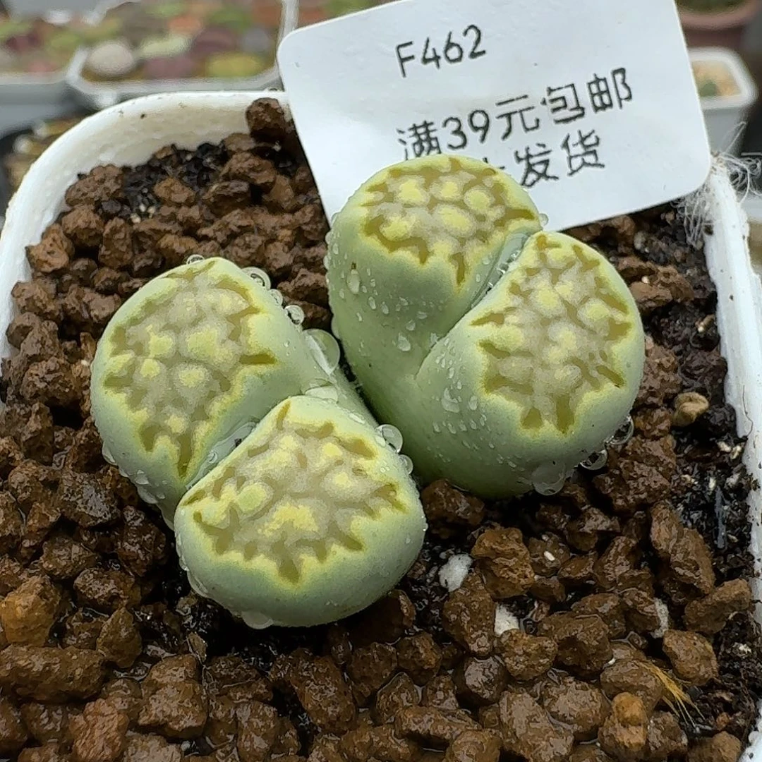 462多肉哈哈哈哈哈哈哈哈