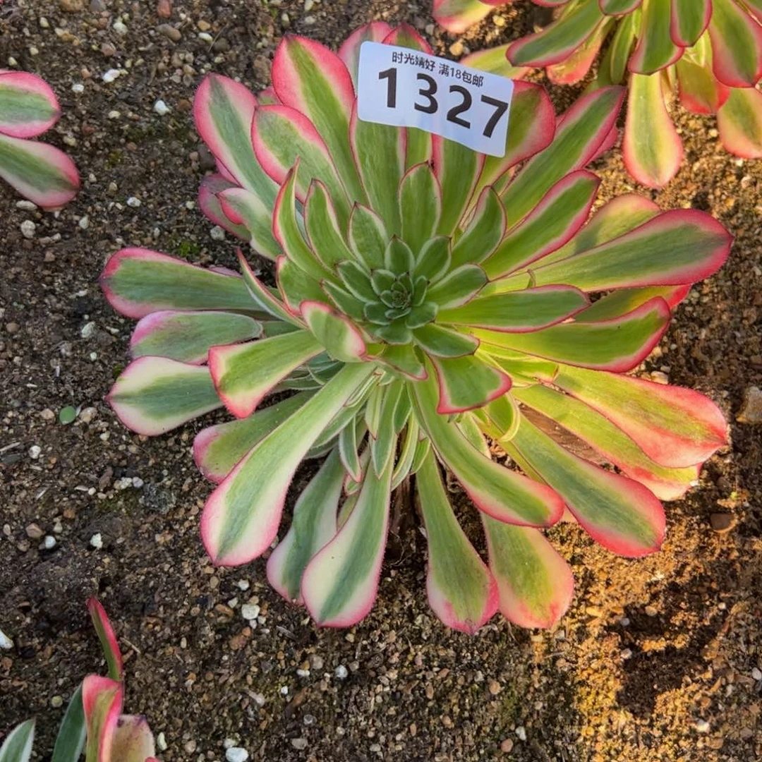 流*1327粉铜壶寄养到春