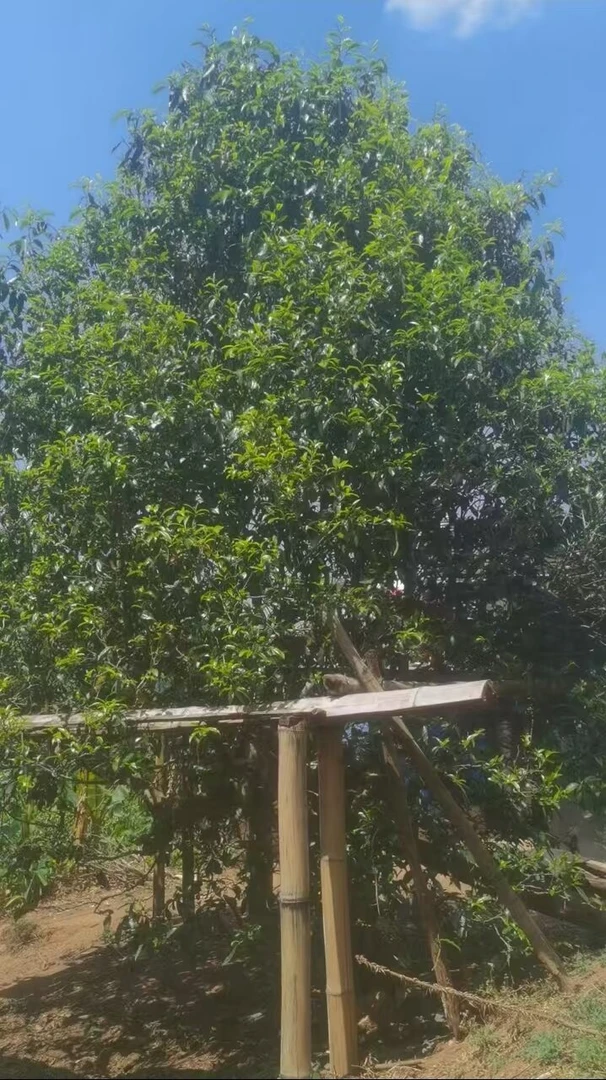 【预售定制1号树单株】2025年南糯山丫口老寨高端普洱茶春生茶饼茶