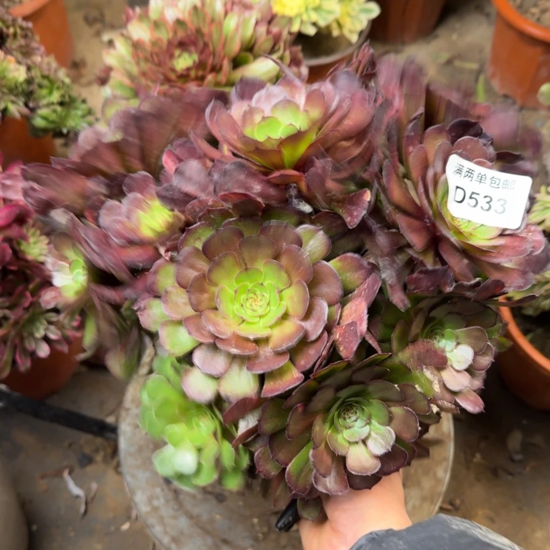 533黑欧力法师多肉