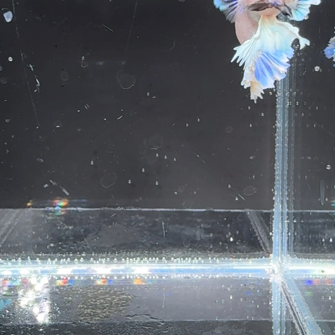 海水鱼24号拍品印尼斗鱼