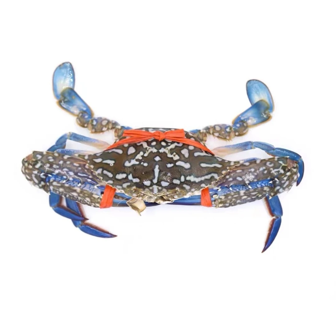 鲜活兰花蟹肉质饱满紧实规格500g蟹同城配送海鲜