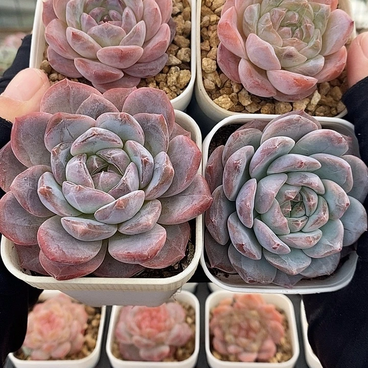 1116-507，粉魄4个