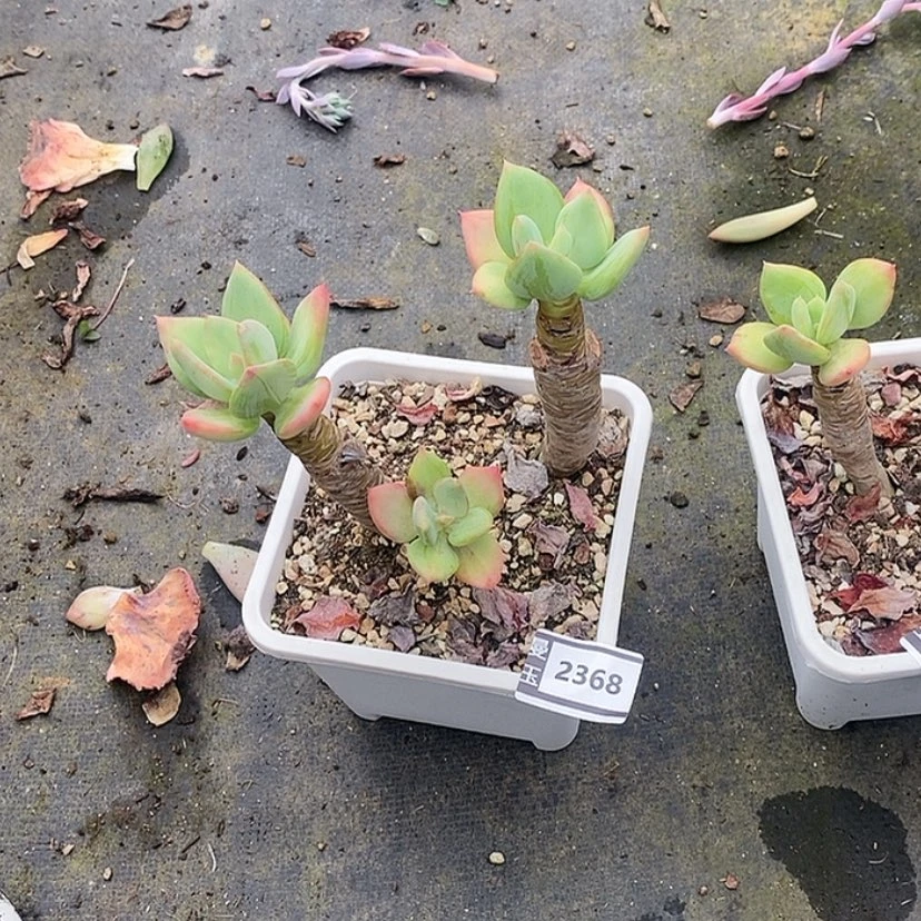 【闪购商品】芒果美人2368