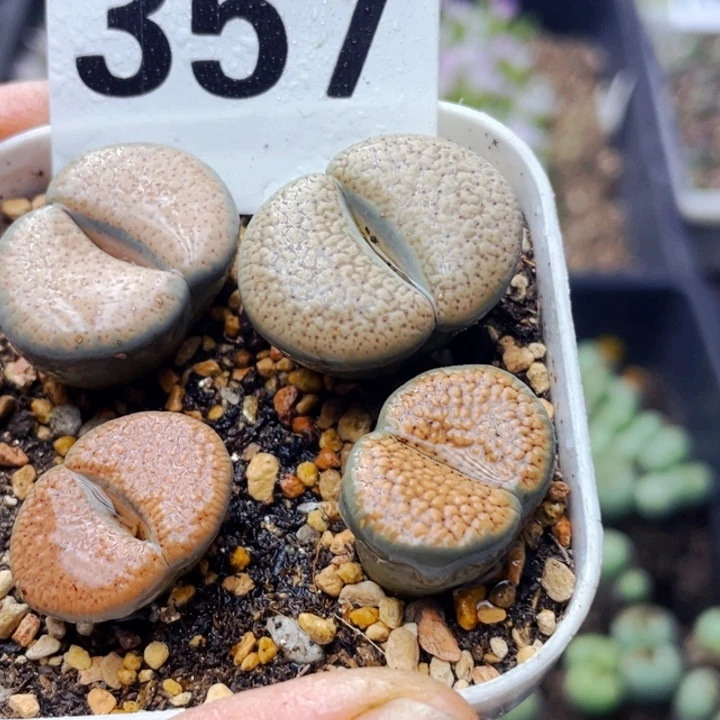 357血点潮贡带盆母本