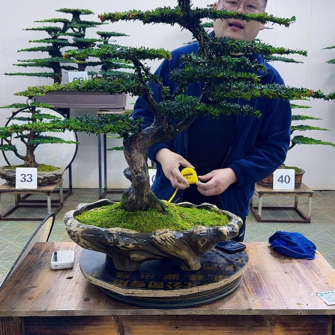 小***）无花朵珍珠红芽罗汉松造型盆景