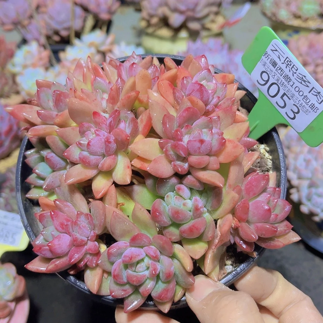 9053贵妃美人多肉植物