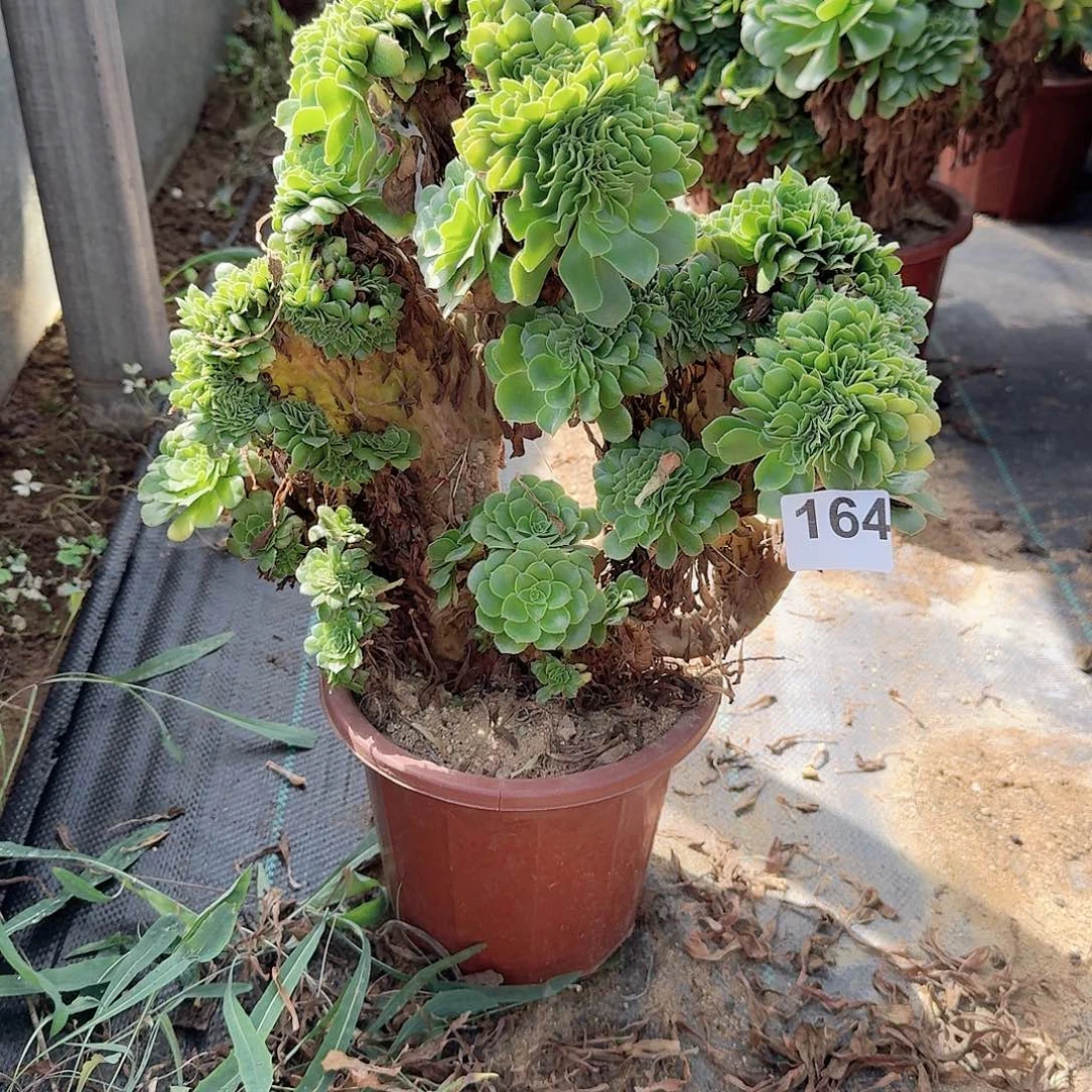 164绿缀一颗有伤呀呀