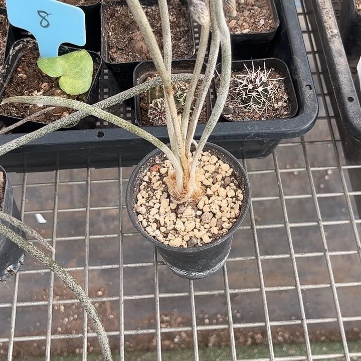 当前无花朵，栽培后可花朵岁**然
