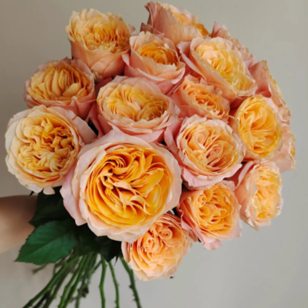 ［入梦］单头玫瑰，2单顺丰冷链包邮，云南基地直发10支装鲜切花