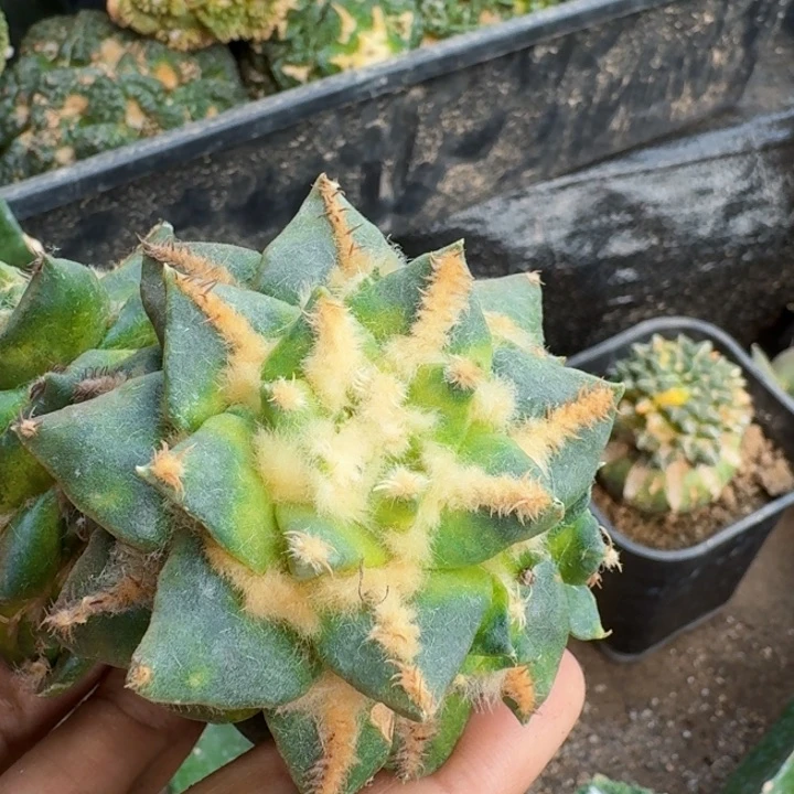 无花朵700勾尤牡丹锦