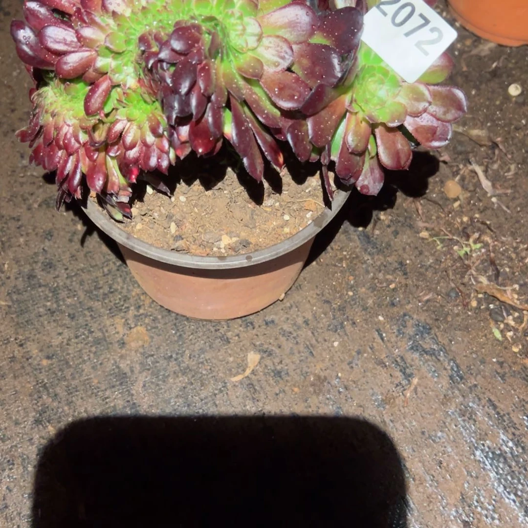 2072 号多肉植物法师新年福利