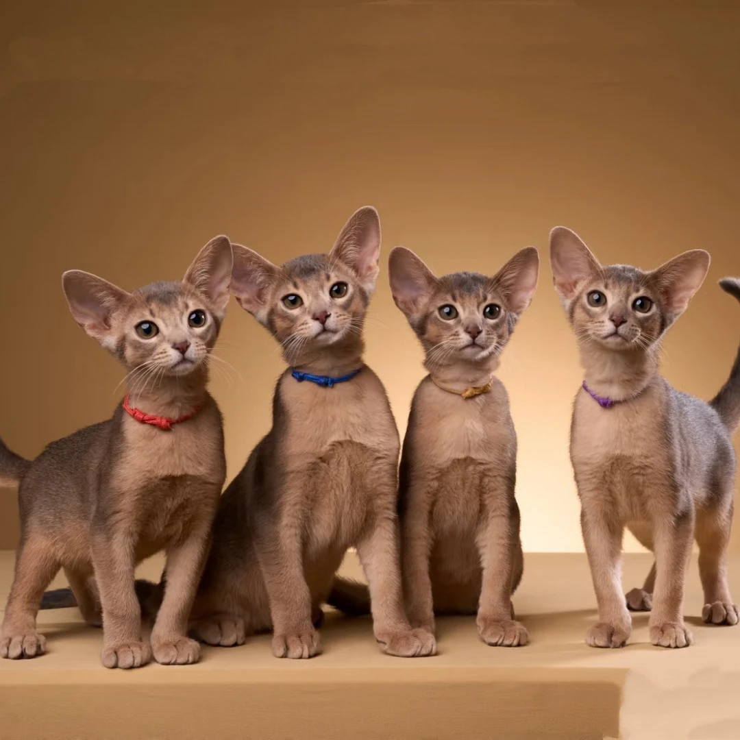 阿比西尼亚猫-活体猫链接