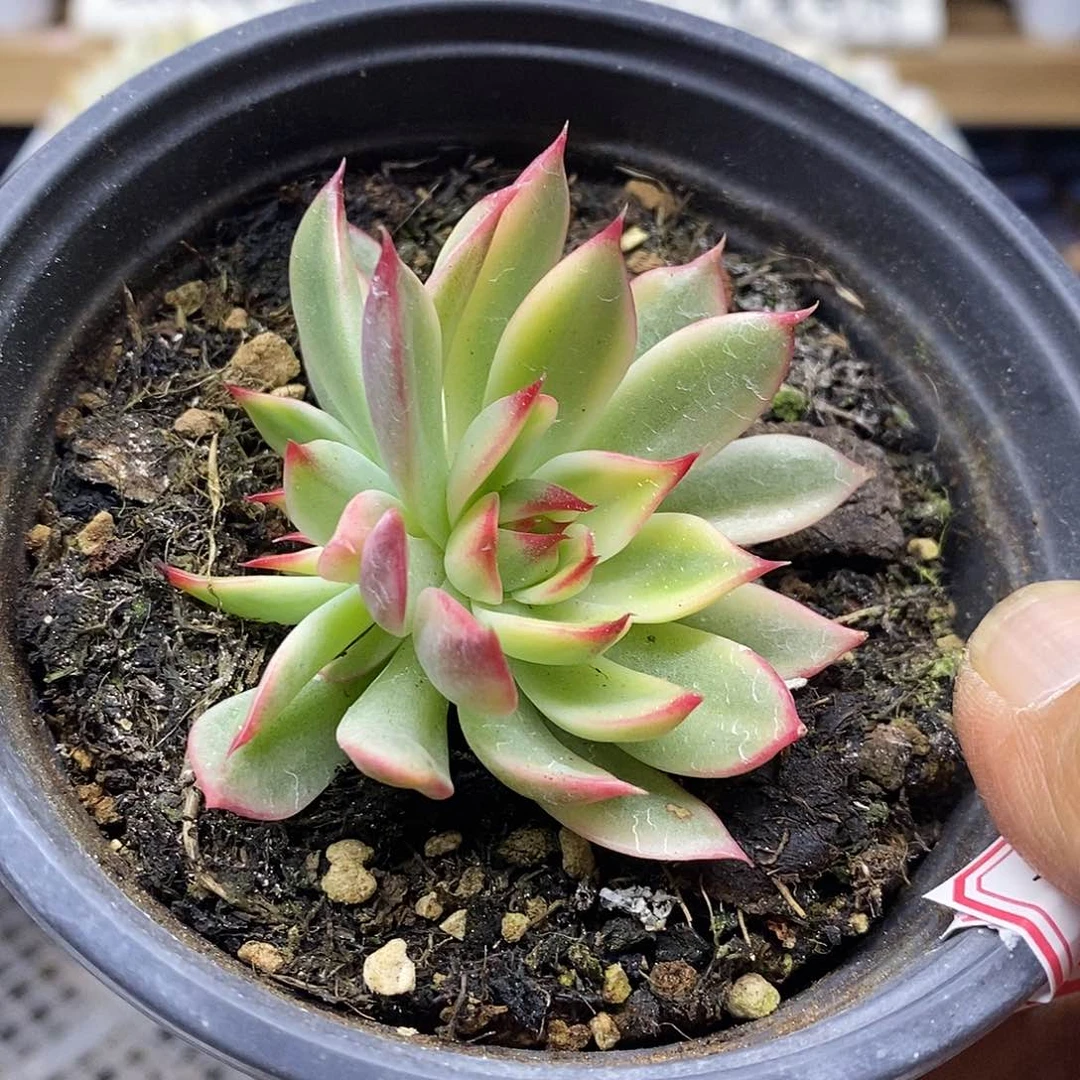 17122 桃花覆轮锦双头