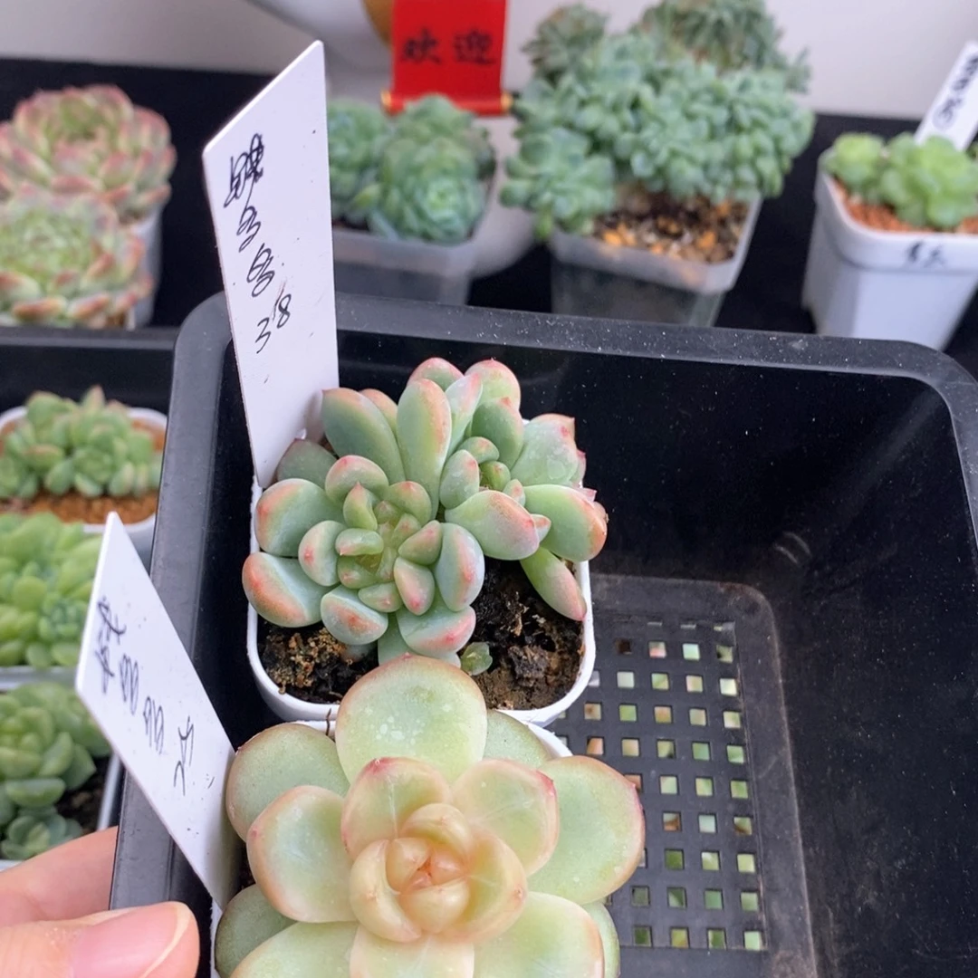 钱多多两颗一组包邮