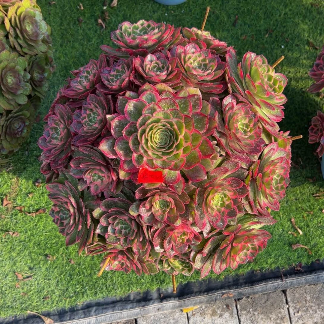 339炖肉植物发货莲花座