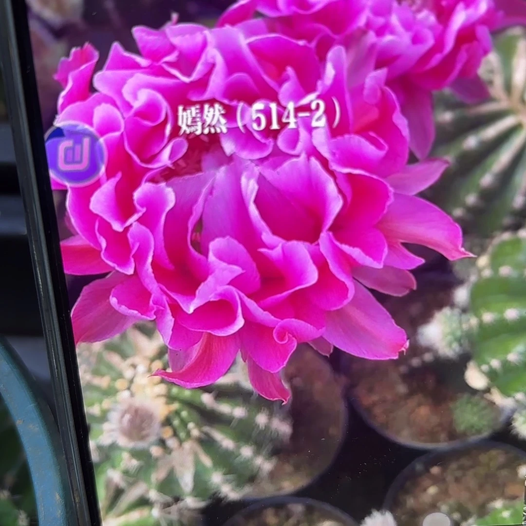 514-2彩侧牙20包邮19
