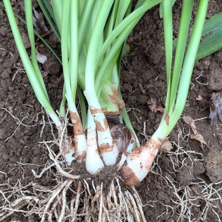 无花朵贵妇包对版