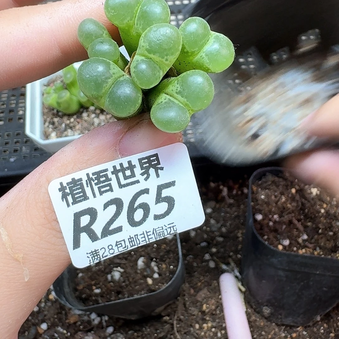 多肉植物多肉植物df