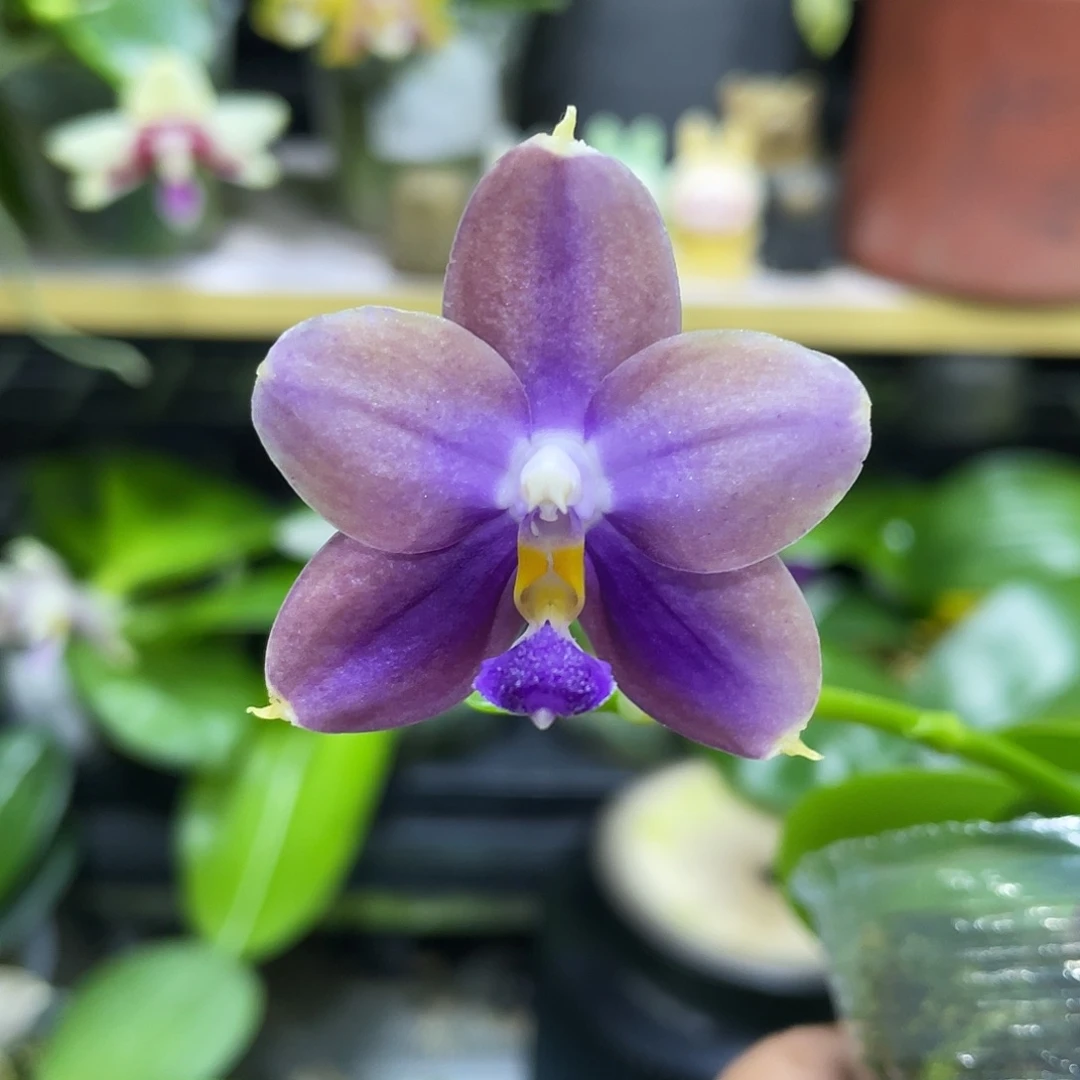 完全开放鱼鱼交蓝鸟