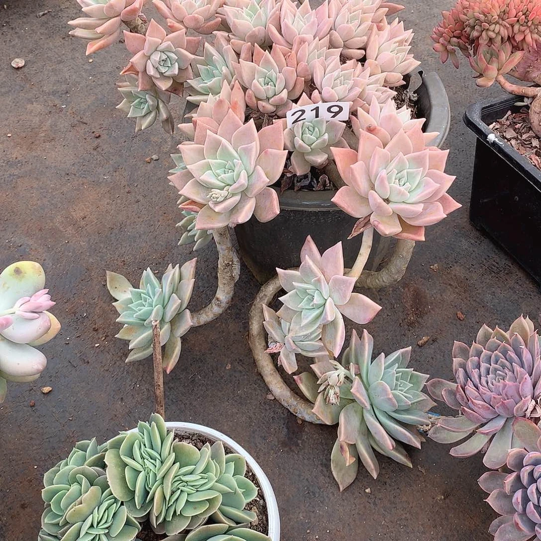 219血色黄昏 一物一拍多肉