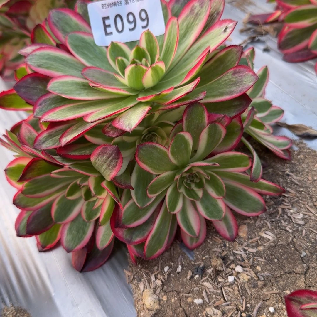 099荔枝。多肉植物