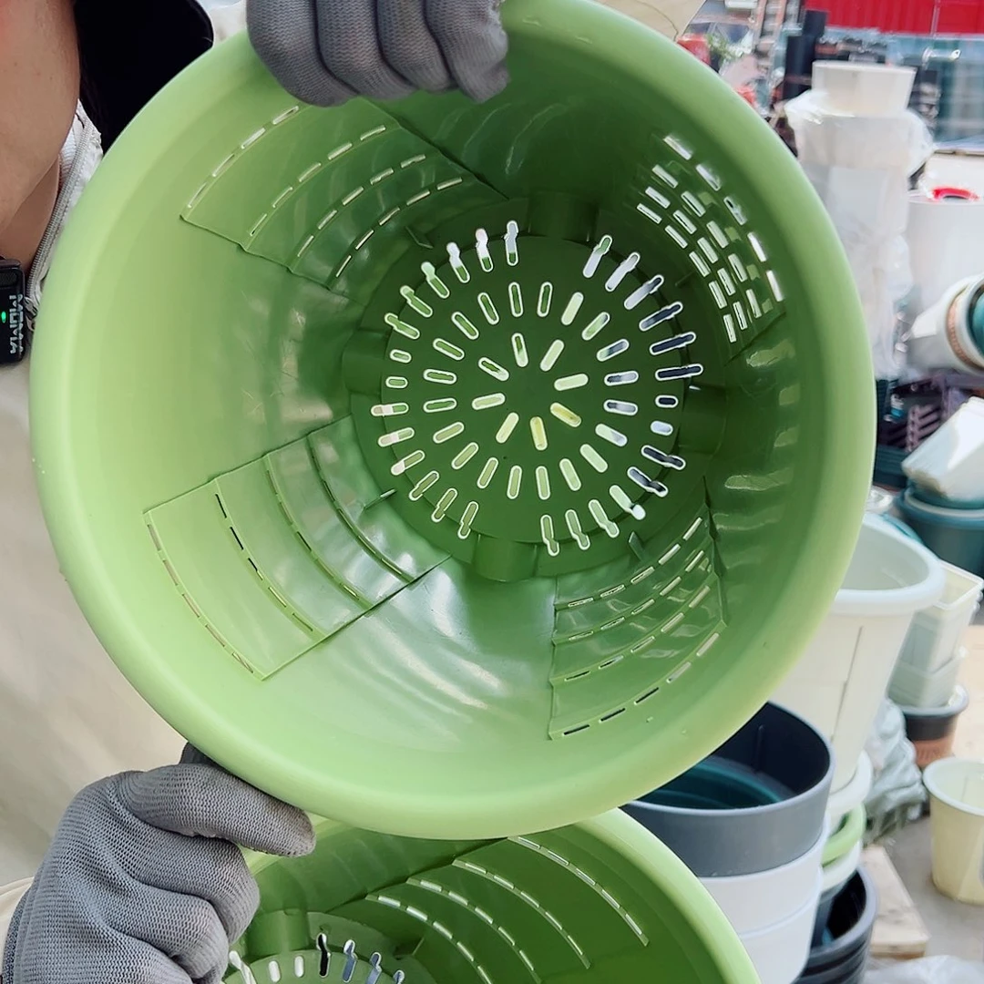 玫瑰280#果绿色4个无托