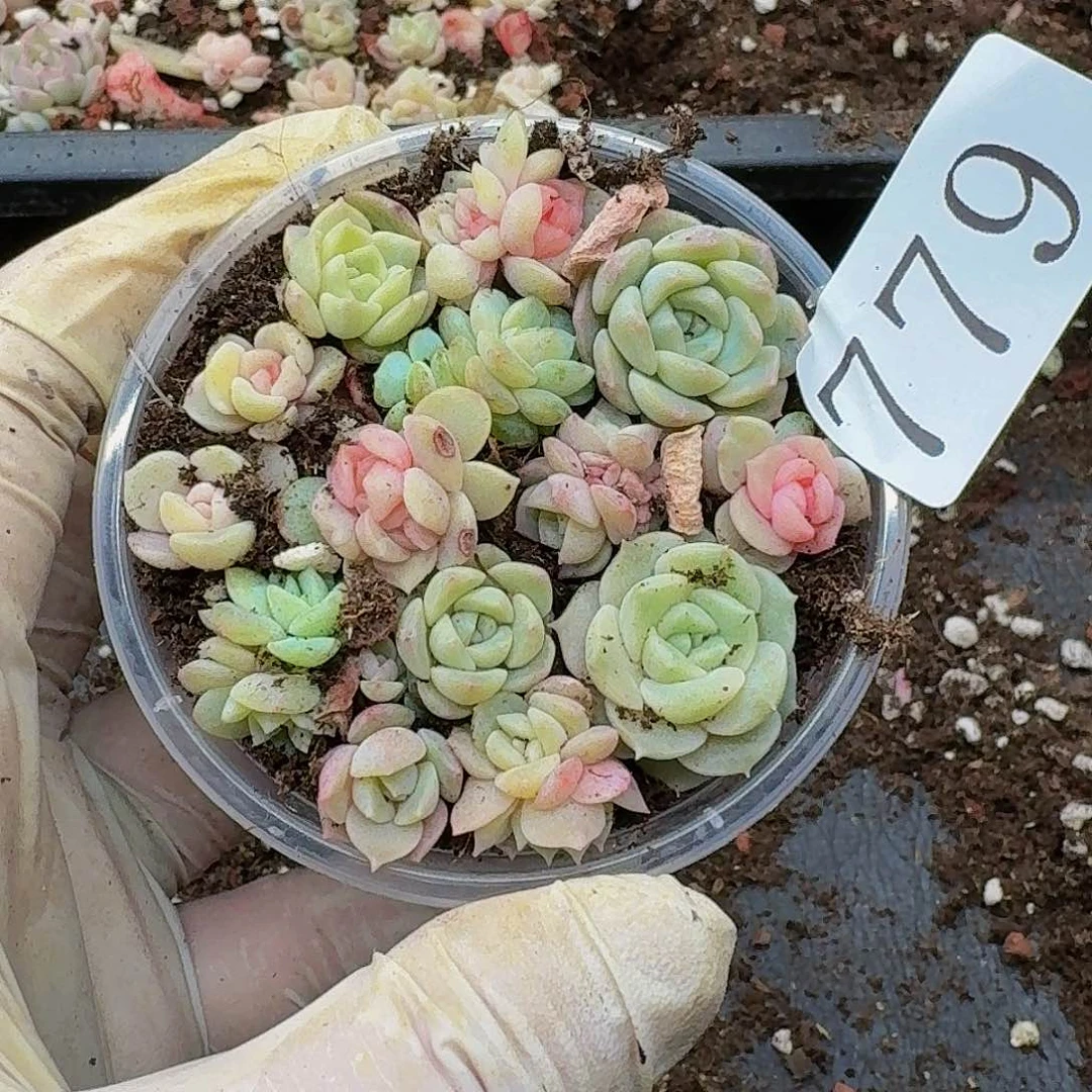 多肉植物多肉植物779