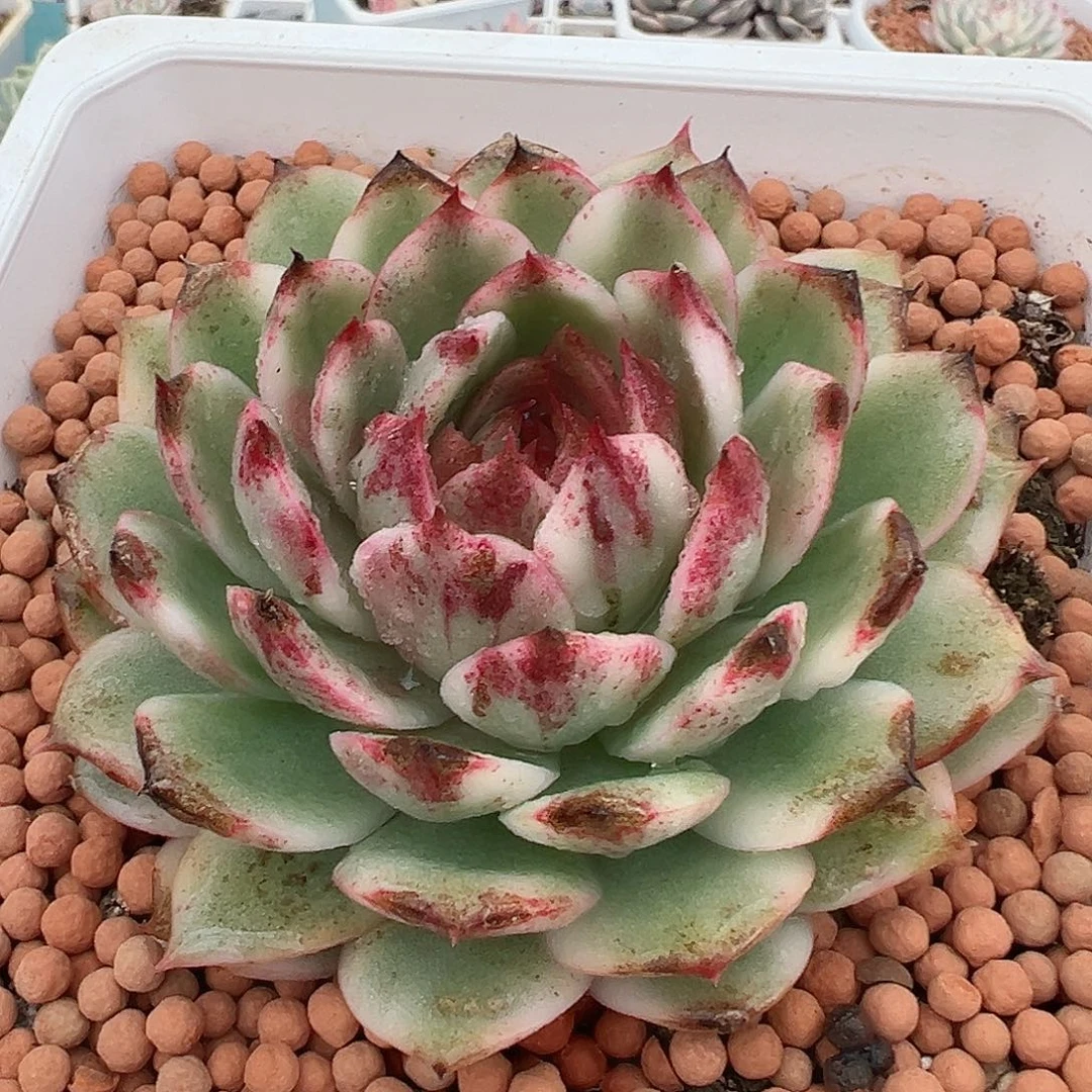 黑水晶锦，覆轮锦