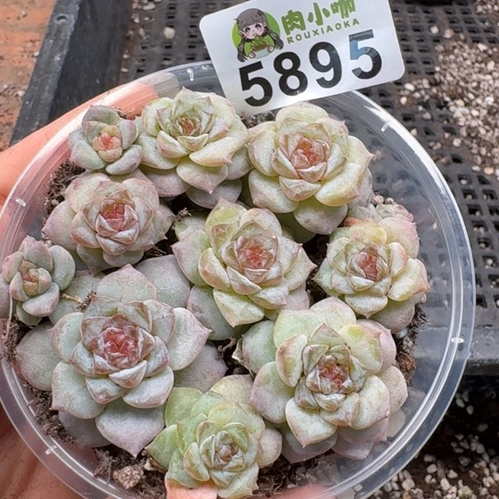 多肉植物多肉植物