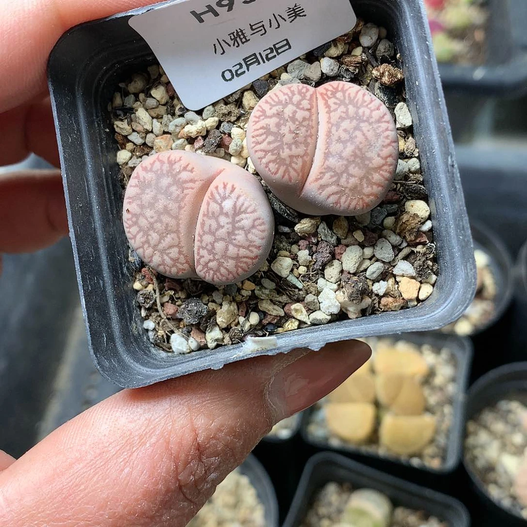 H95多肉植物保护