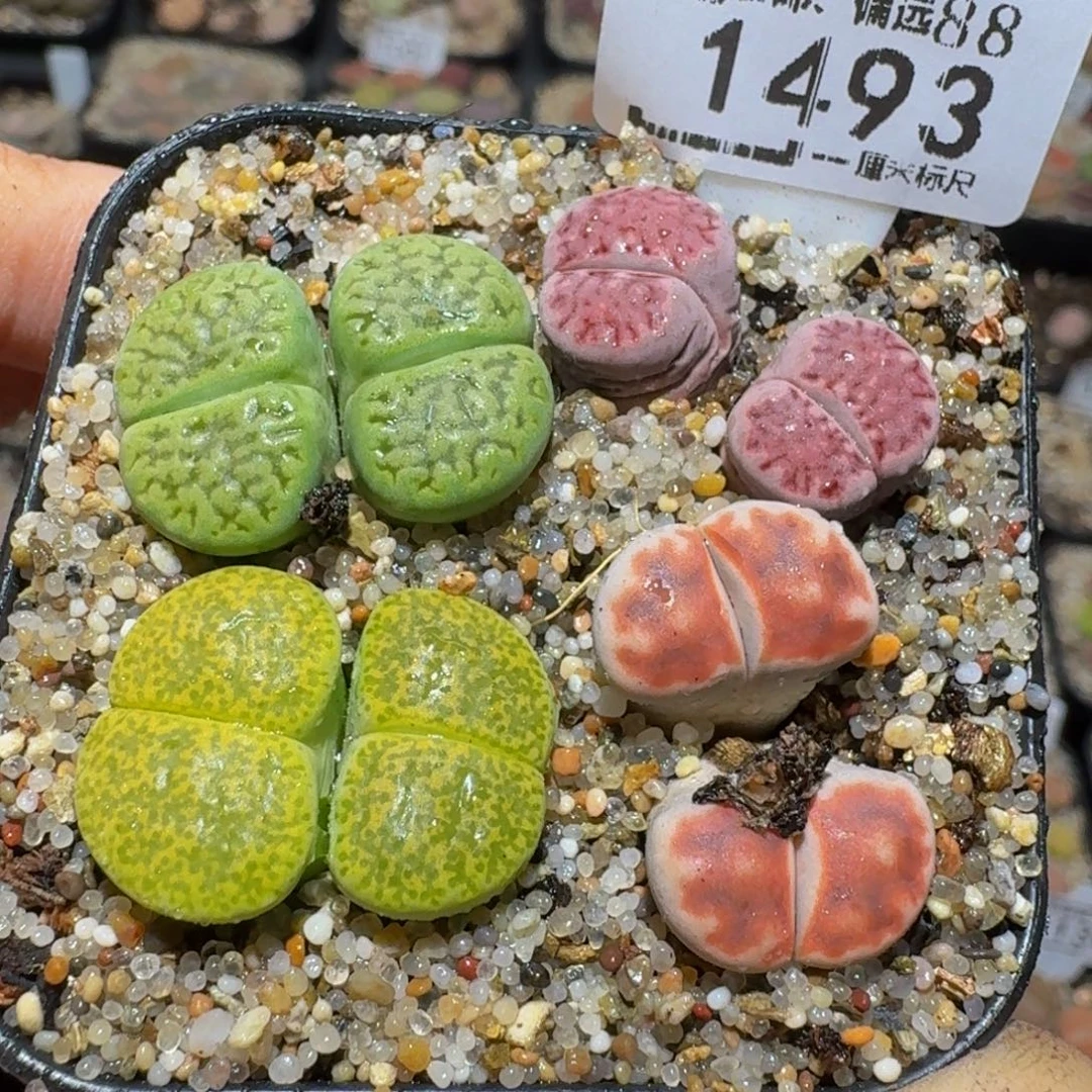 zzzz精品生石花1493