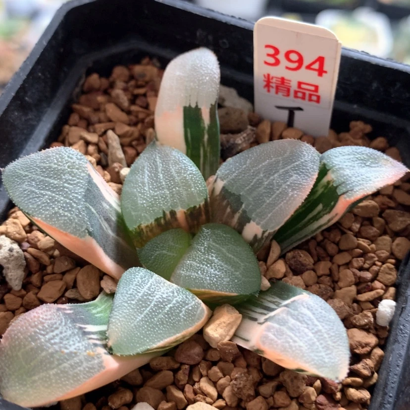 【闪购商品】394大黑天