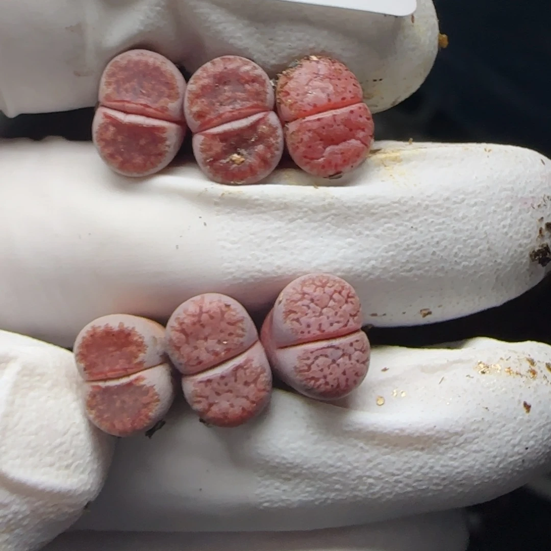 1349。阿克塞尔玫瑰。一年。